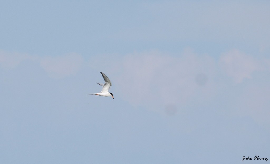 Forster's Tern - Julio Alejandro Alvarez Ruiz