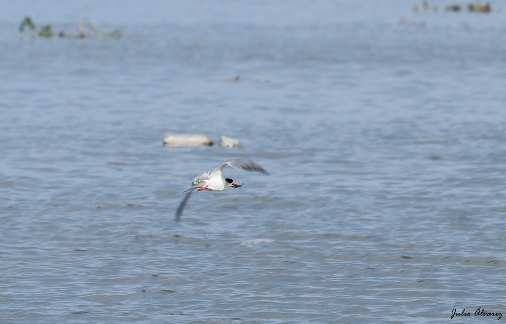 Forster's Tern - ML621225940