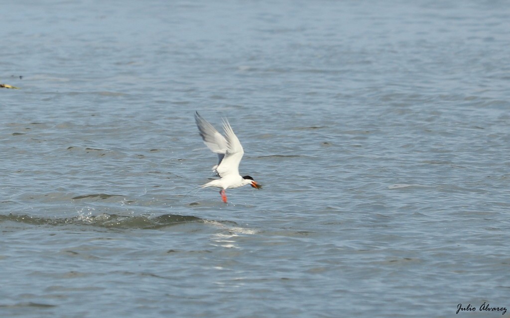 Forster's Tern - ML621225941