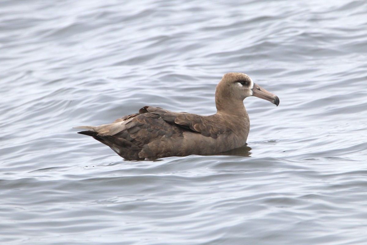 albatros černonohý - ML621225980