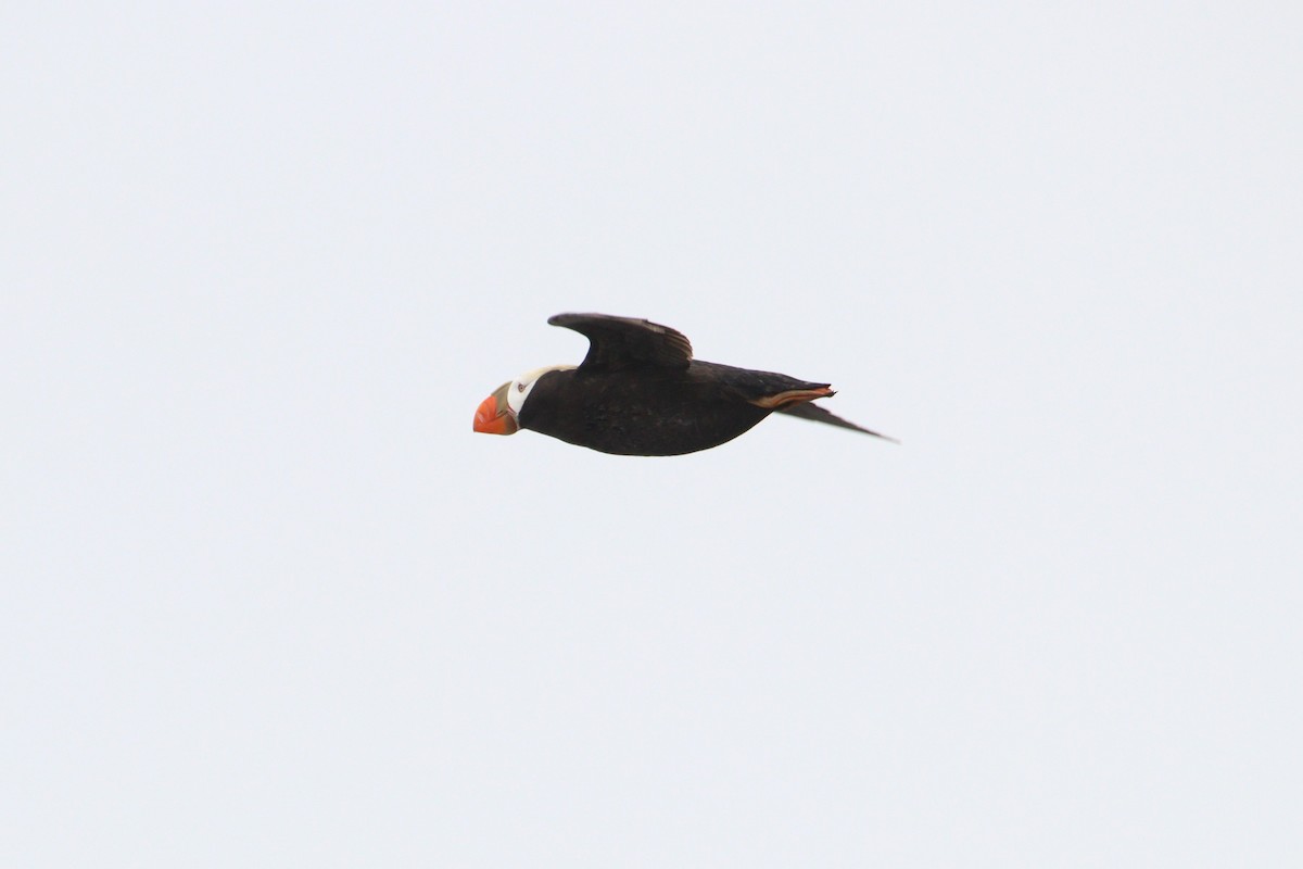 Tufted Puffin - ML621226011
