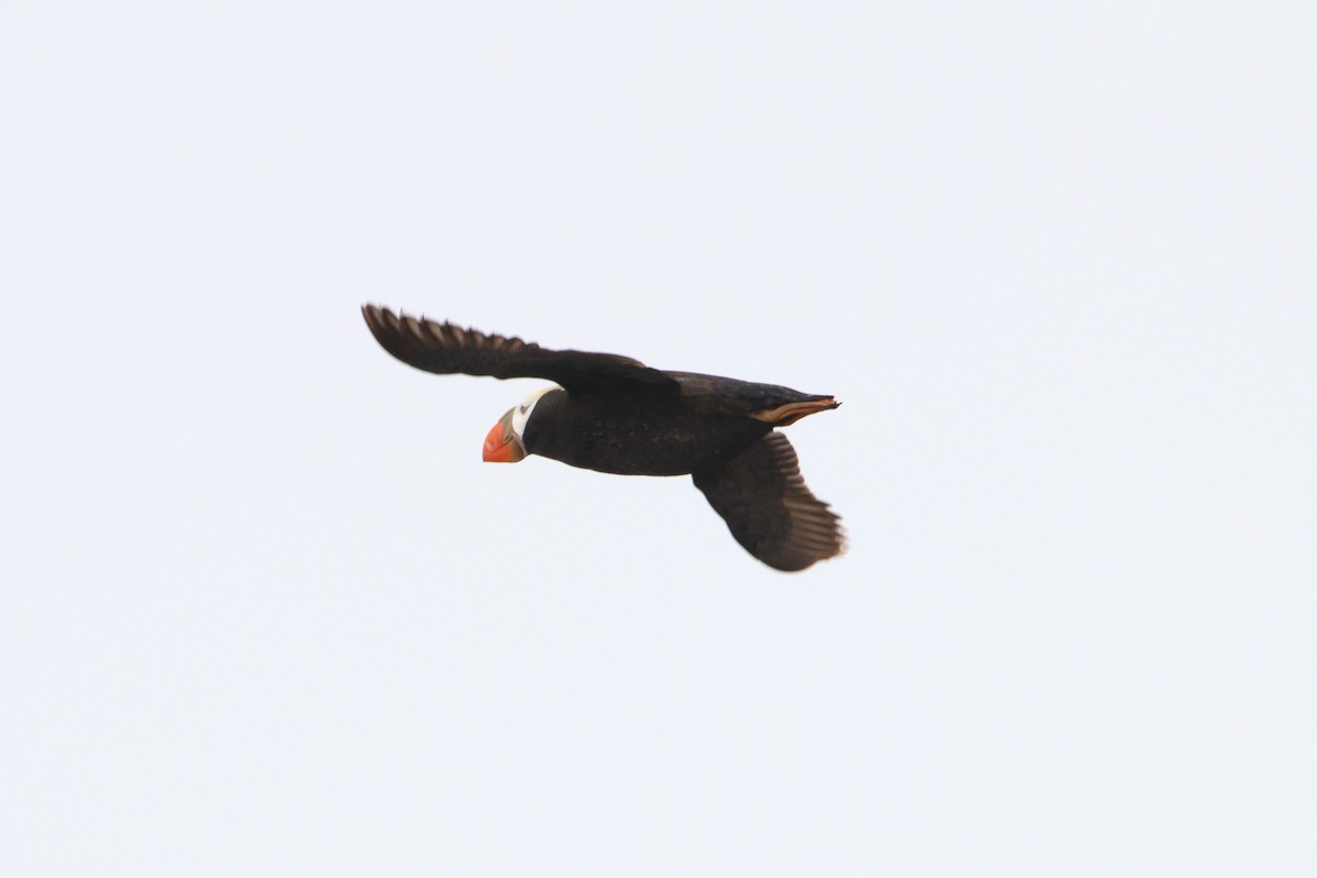 Tufted Puffin - ML621226012