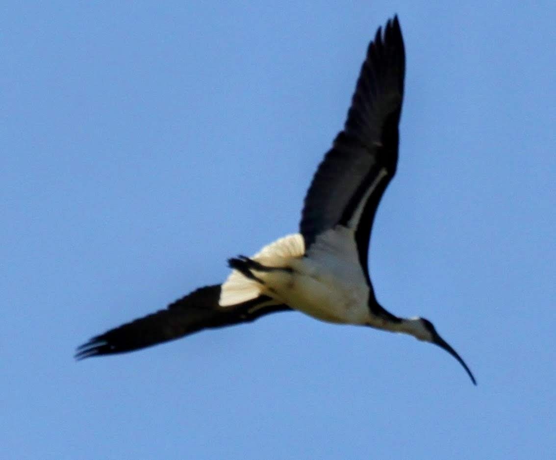 ibis slámokrký - ML621226027