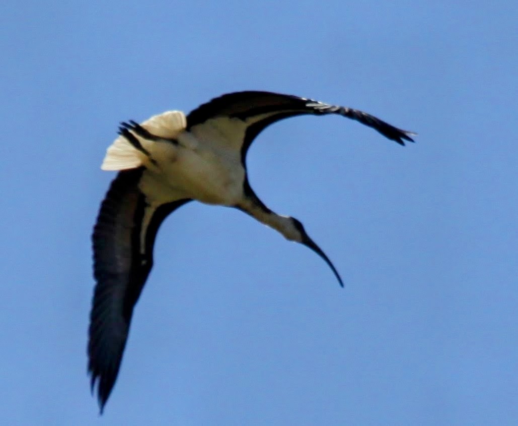 ibis slámokrký - ML621226028