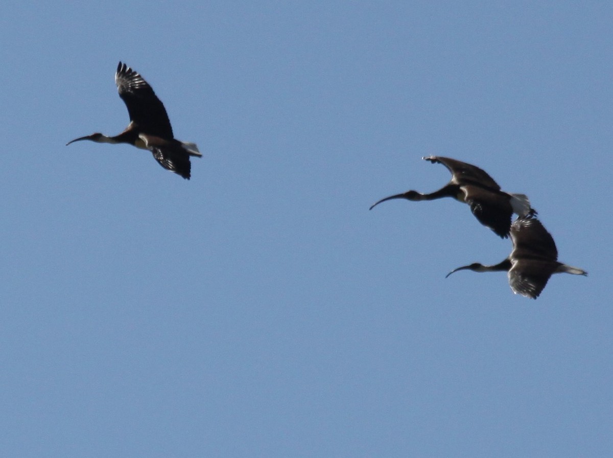 ibis slámokrký - ML621226029