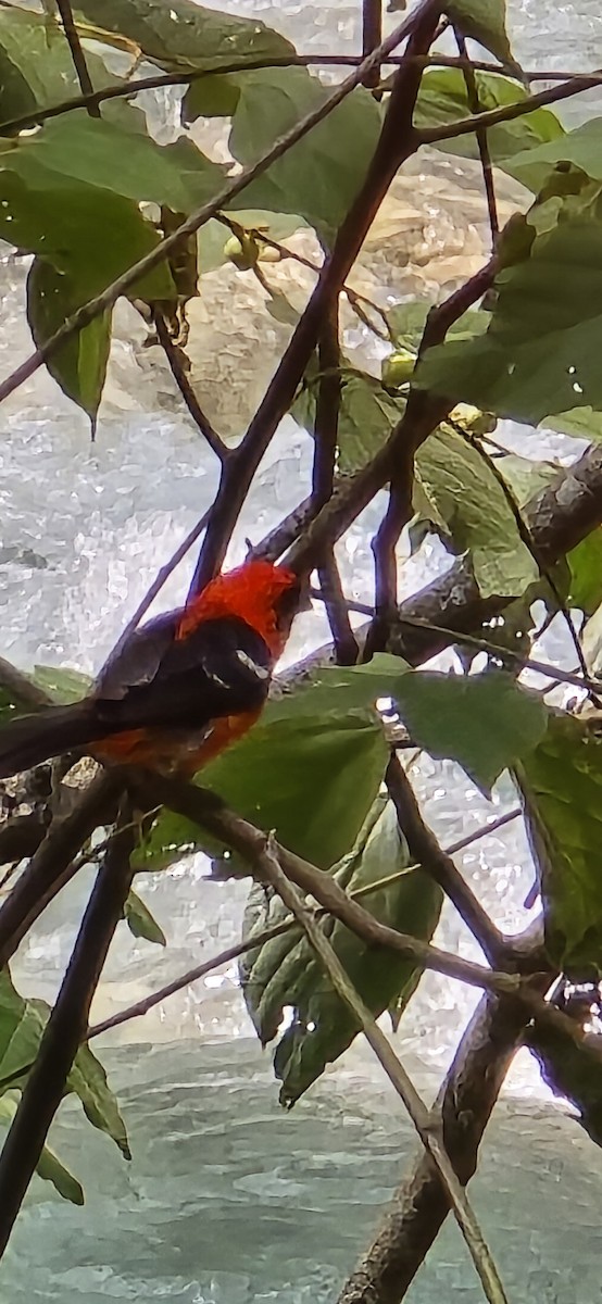 White-winged Tanager - ML621226030