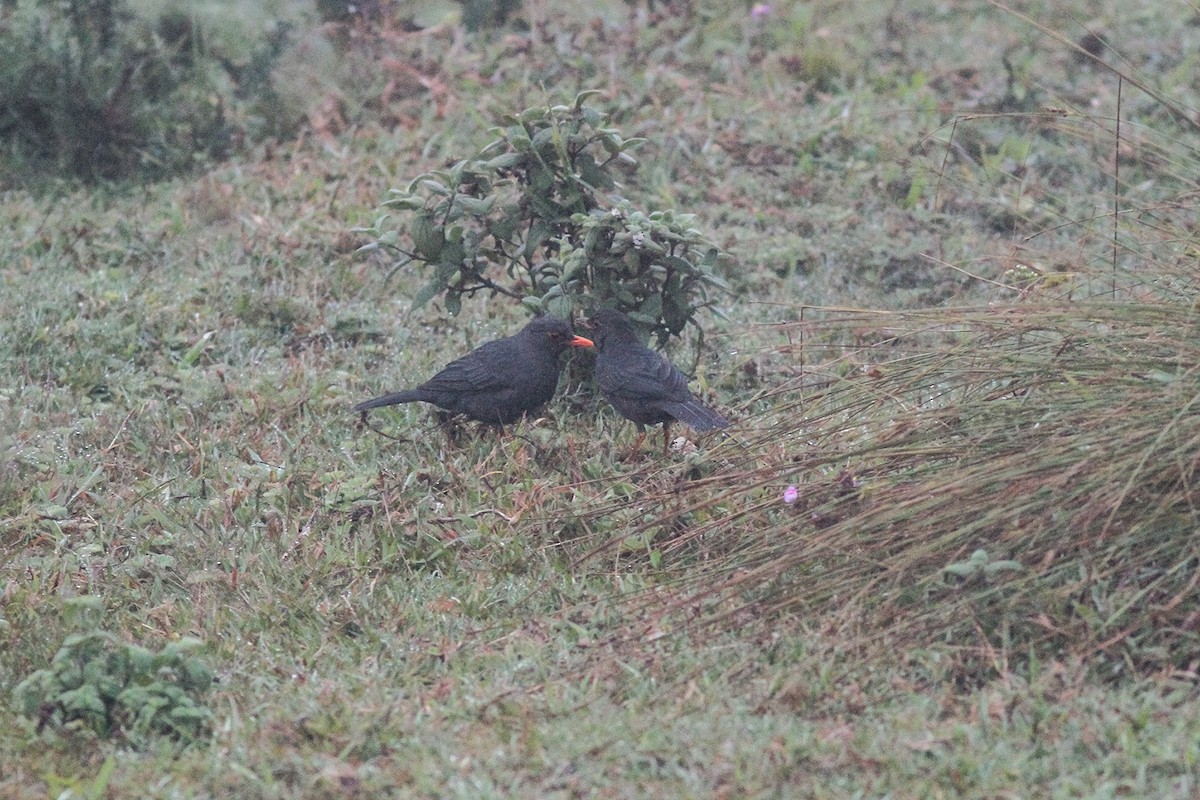 Indian Blackbird (Sri Lanka) - ML621226044