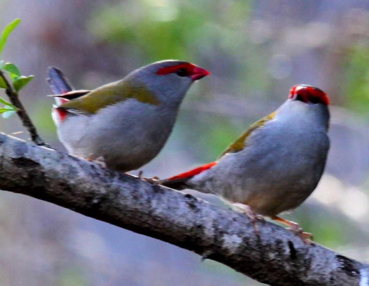 Red-browed Firetail - ML621226051