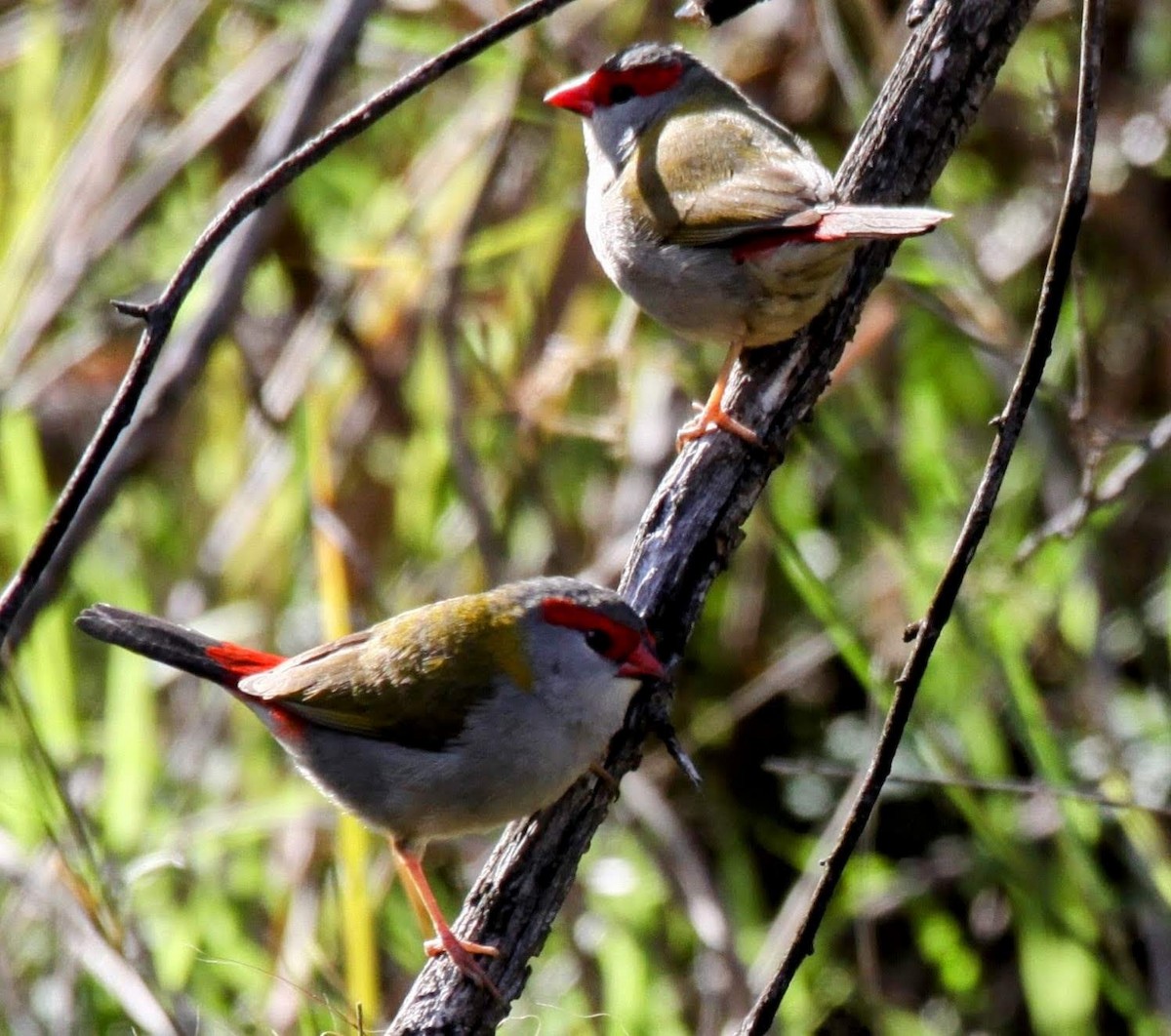 Red-browed Firetail - ML621226052