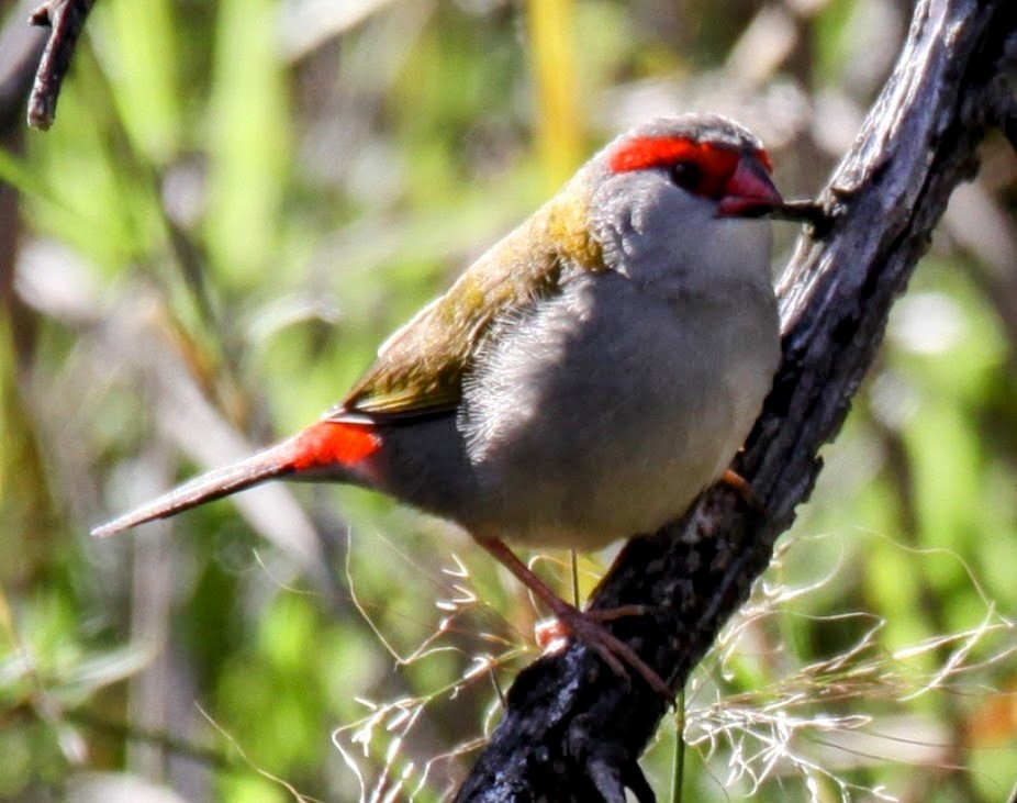 Red-browed Firetail - ML621226053