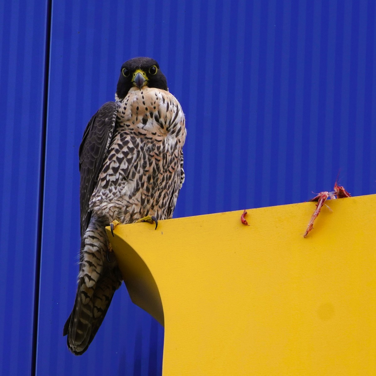 Peregrine Falcon (Australian) - ML621226064