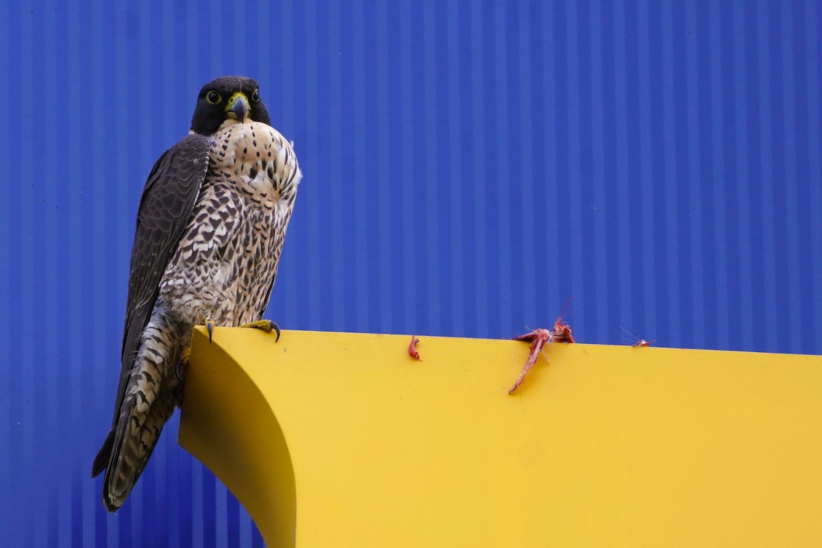 Peregrine Falcon (Australian) - ML621226071