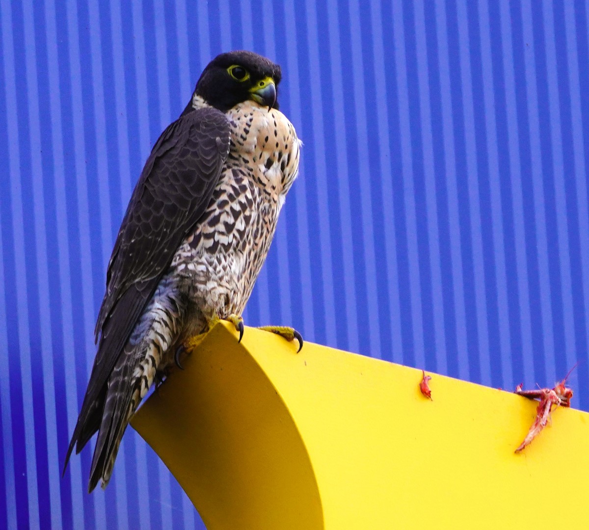 Peregrine Falcon (Australian) - ML621226074