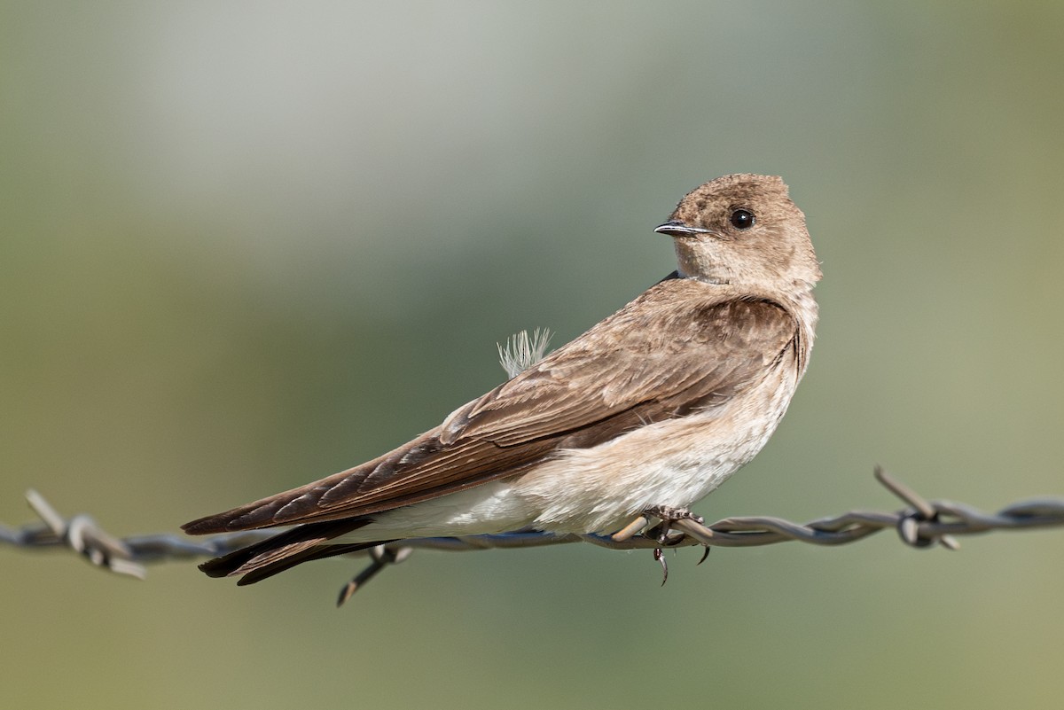 Northern Rough-winged Swallow - ML621226114