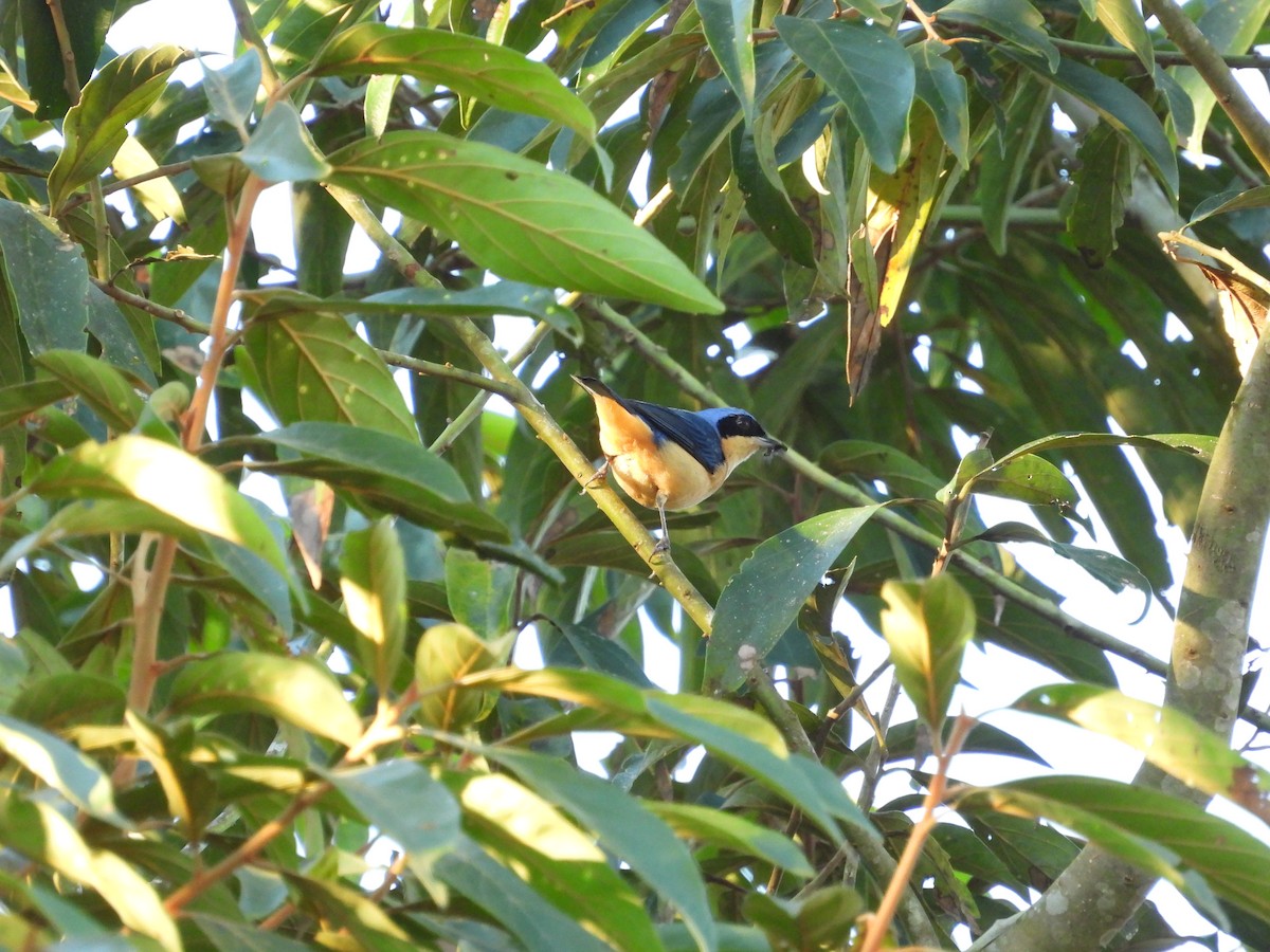 Fawn-breasted Tanager - ML621226140