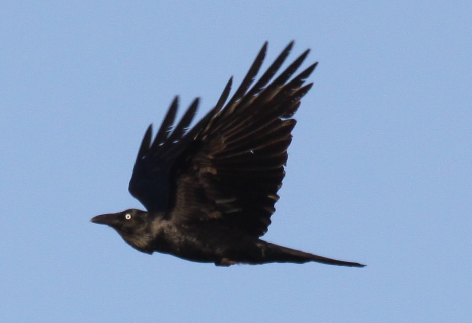 Australian Raven - ML621226141