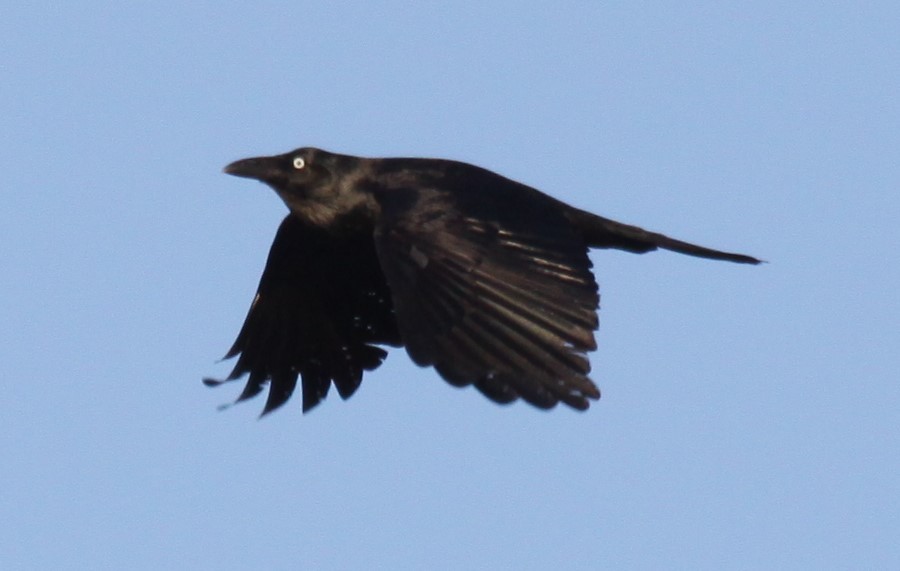 Australian Raven - ML621226142