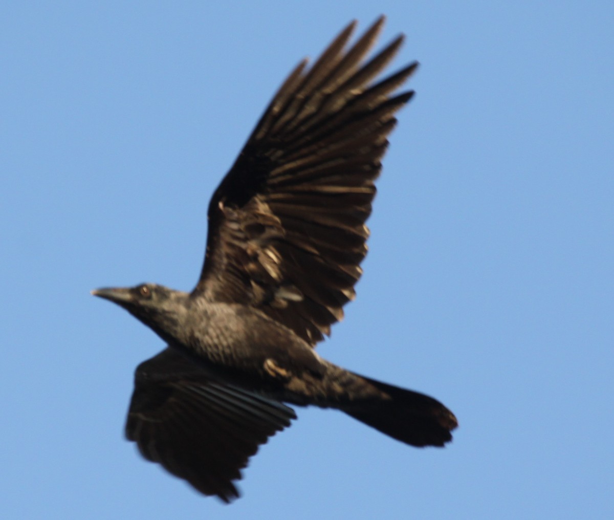 Australian Raven - ML621226143