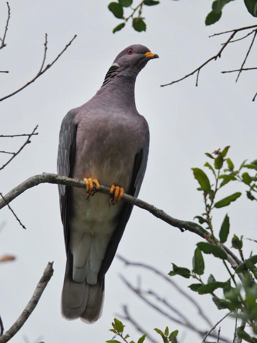 Band-tailed Pigeon - ML621226162