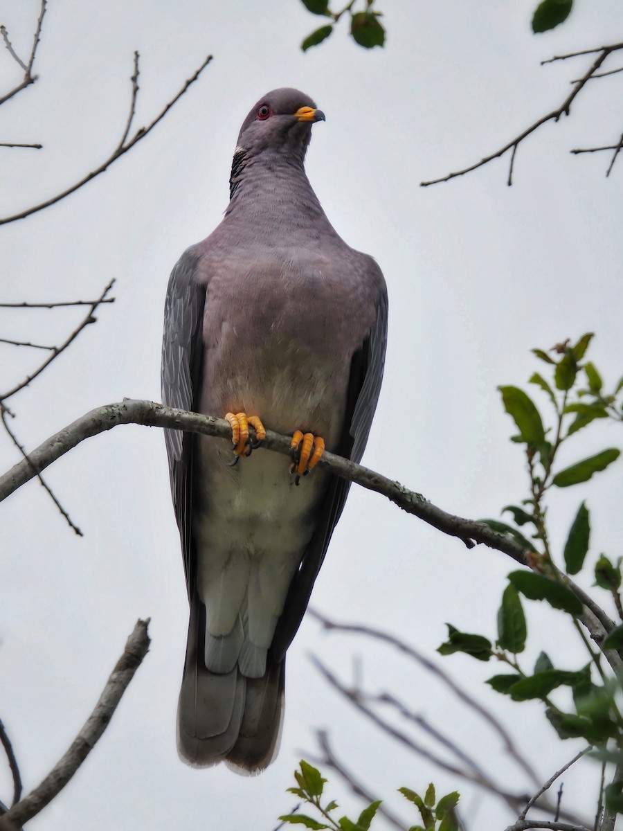 Band-tailed Pigeon - ML621226163
