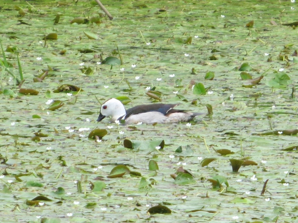 Cotton Pygmy-Goose - ML621226164