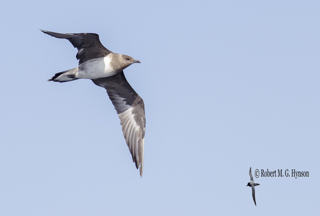 Long-tailed Jaeger - ML621226167