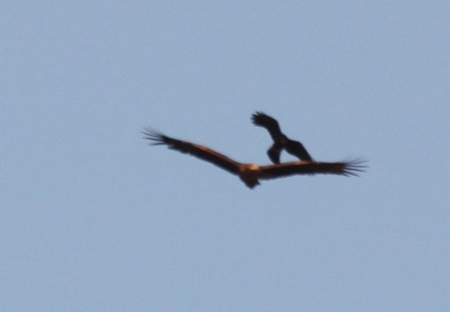 Wedge-tailed Eagle - ML621226180