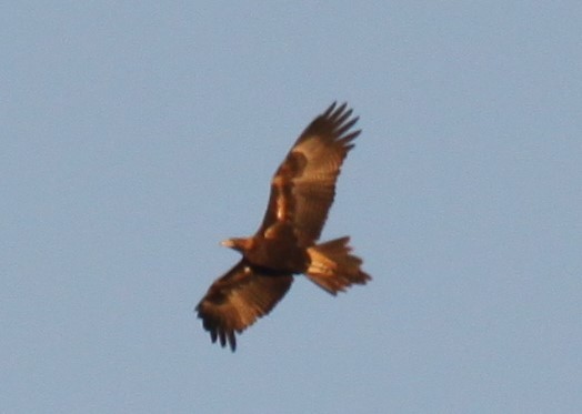 Wedge-tailed Eagle - ML621226181