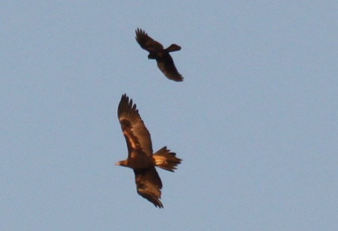 Wedge-tailed Eagle - ML621226182