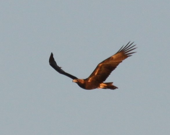 Wedge-tailed Eagle - ML621226183