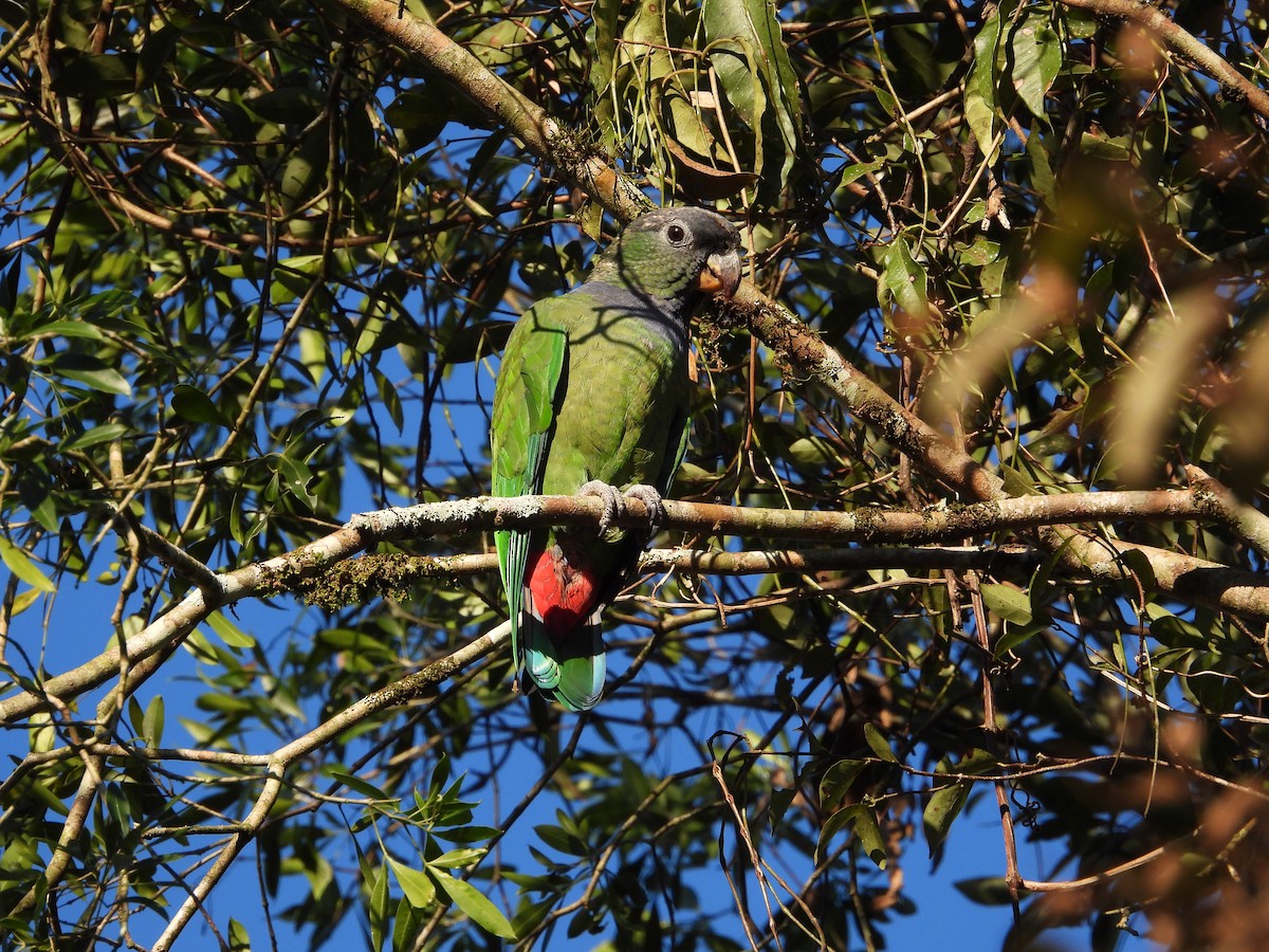 Scaly-headed Parrot - ML621226196