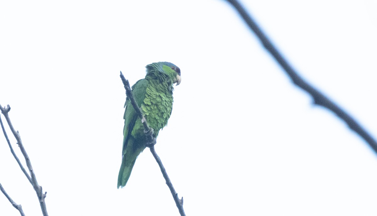 Lilac-crowned Parrot - ML621226230