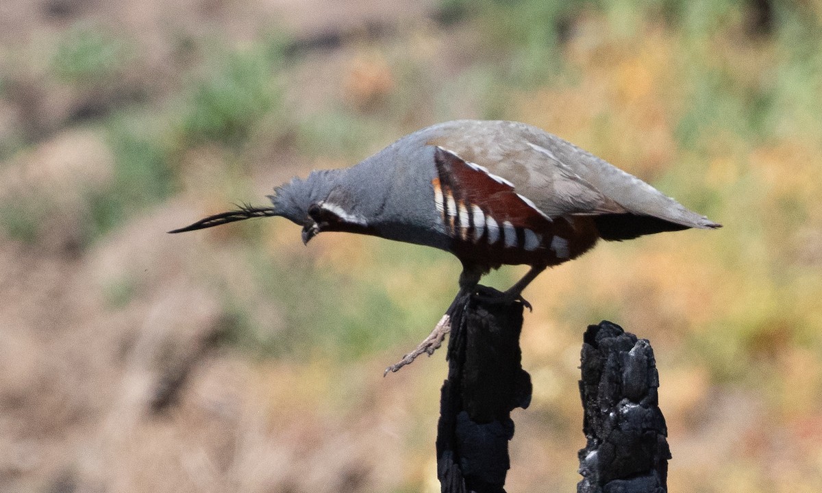 Mountain Quail - ML621226231