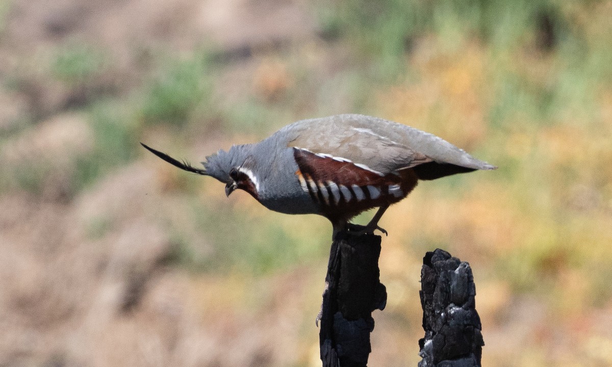 Mountain Quail - ML621226232