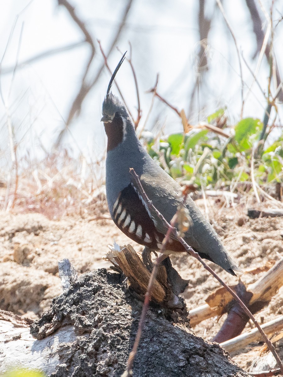 Mountain Quail - ML621226233