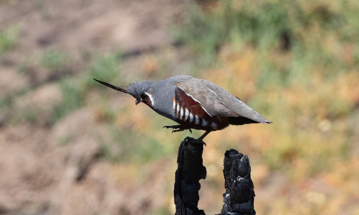 Mountain Quail - ML621226234