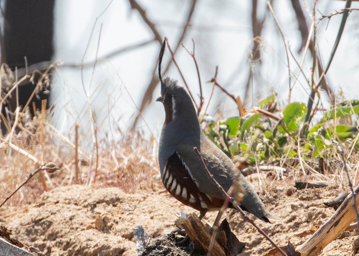 Mountain Quail - ML621226235