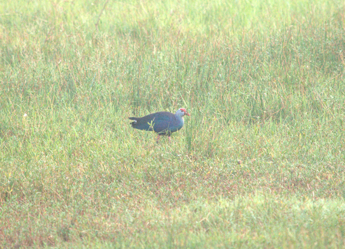 Gray-headed Swamphen - ML621226247