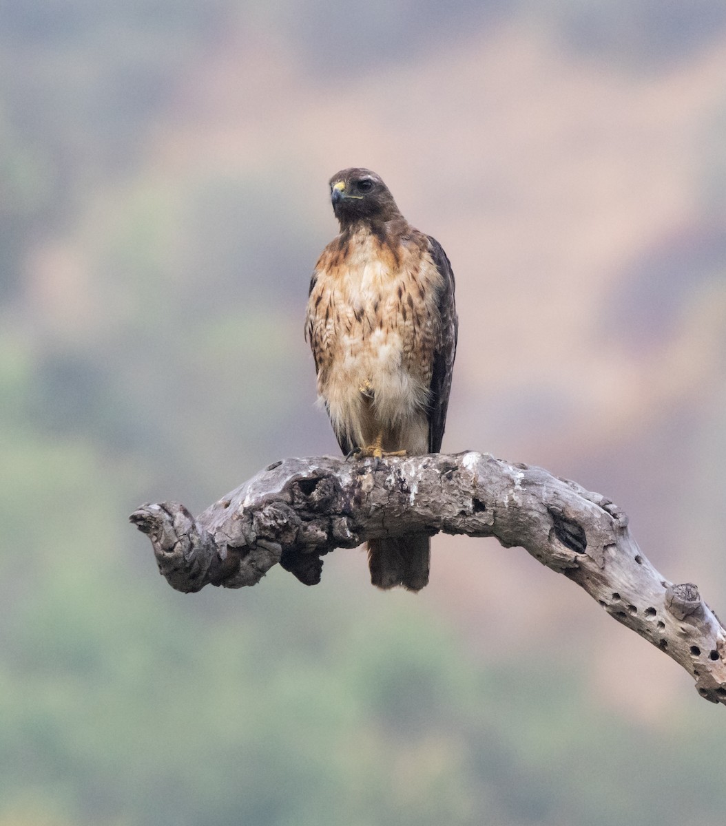 Red-tailed Hawk - ML621226248