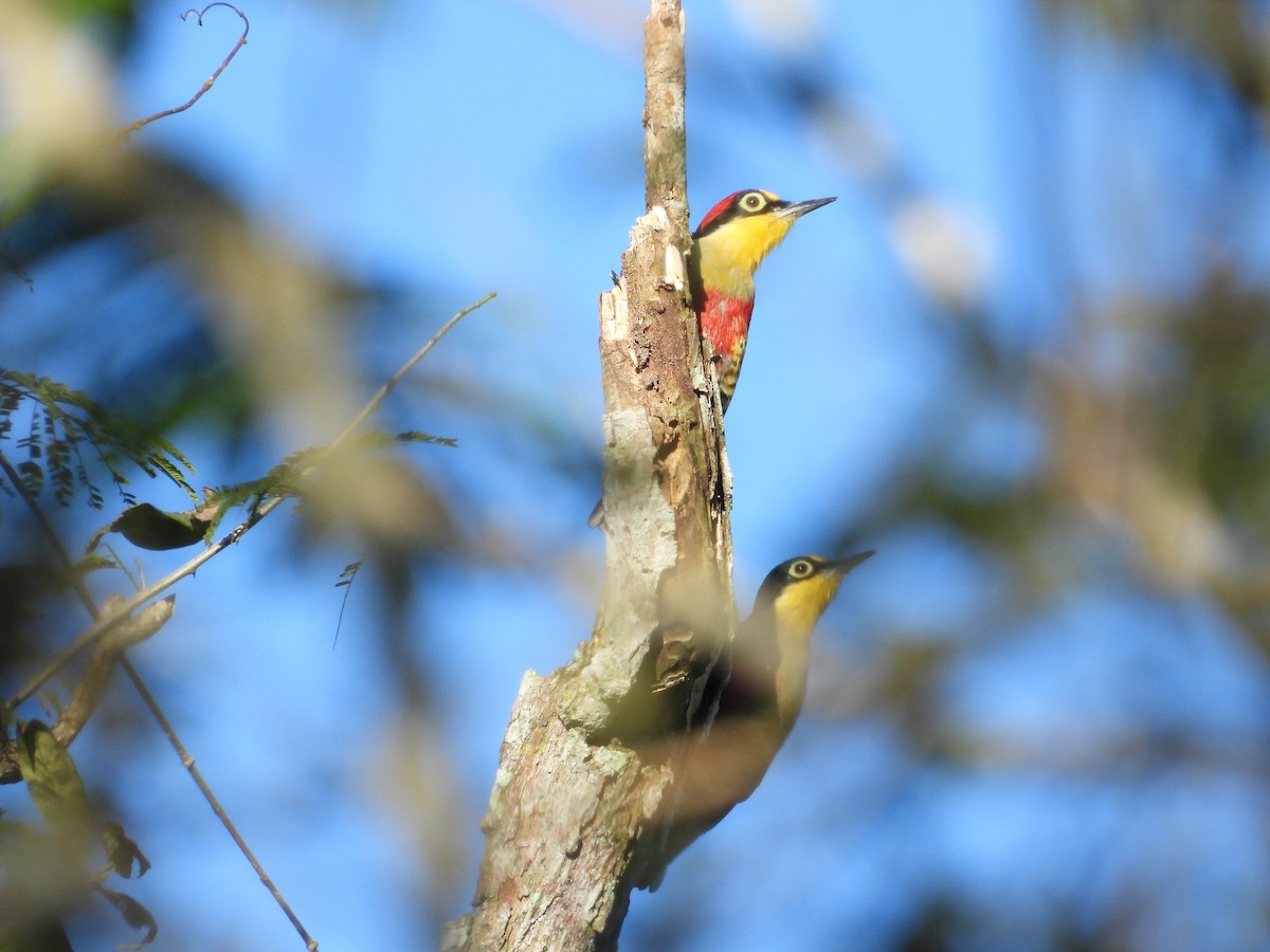 Yellow-fronted Woodpecker - ML621226249
