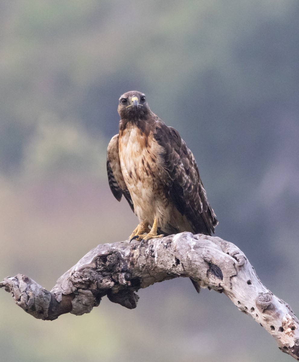 Red-tailed Hawk - ML621226252