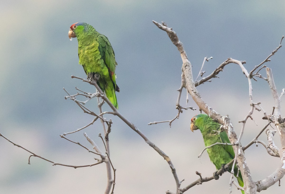Red-crowned Parrot - ML621226266