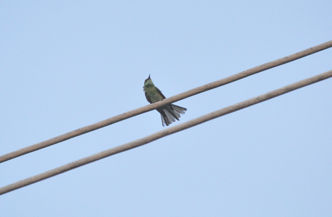 Asian Green Bee-eater - ML621226269