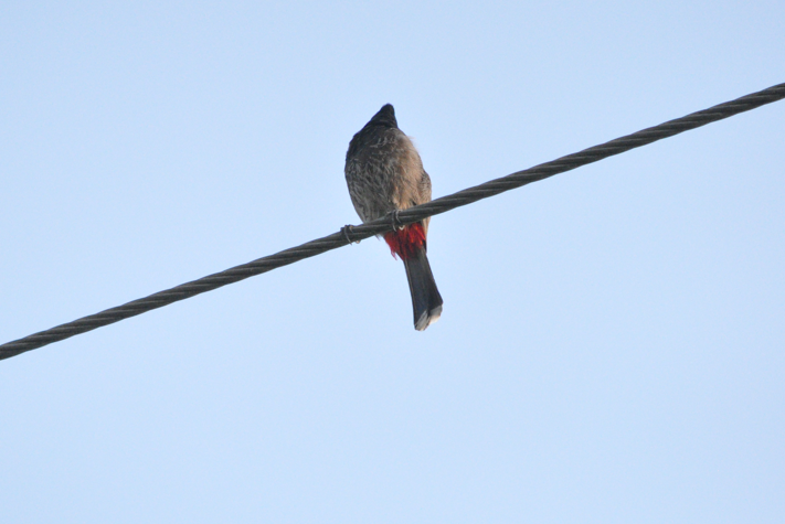 Red-vented Bulbul - ML621226275