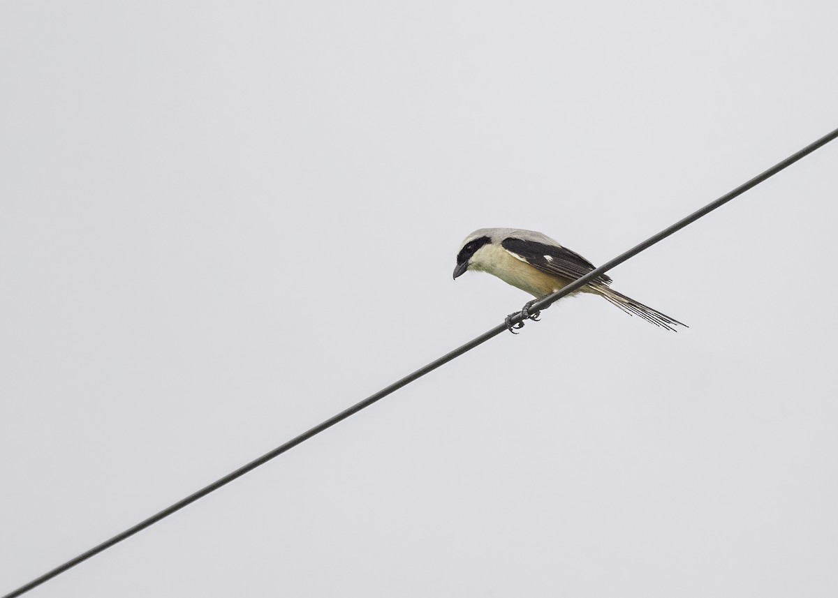 Long-tailed Shrike - ML621226281