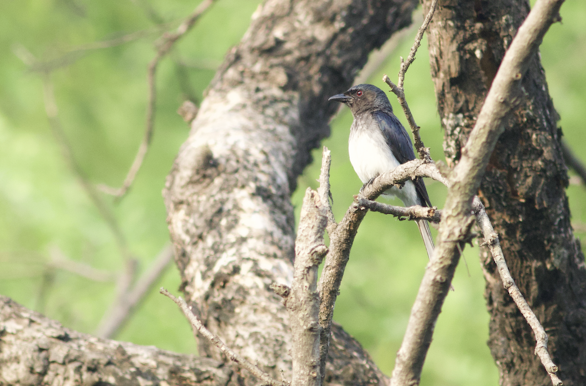 White-bellied Drongo - ML621226308