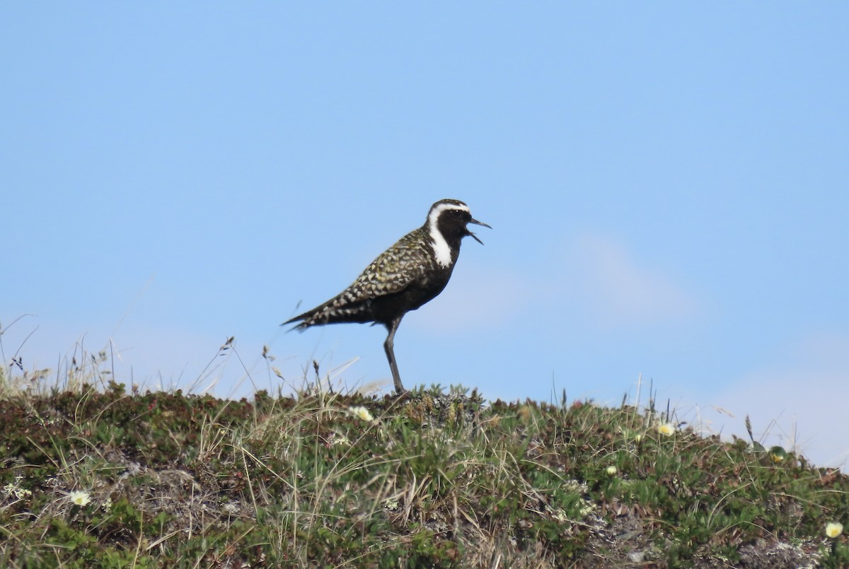 American Golden-Plover - ML621226334