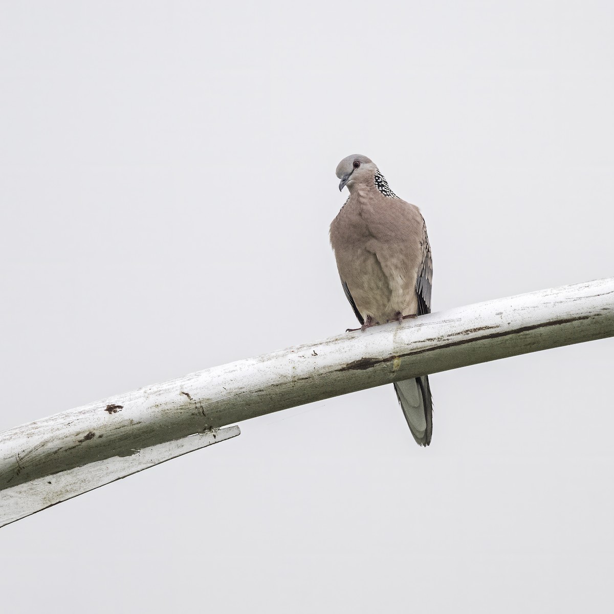 Spotted Dove - ML621226346