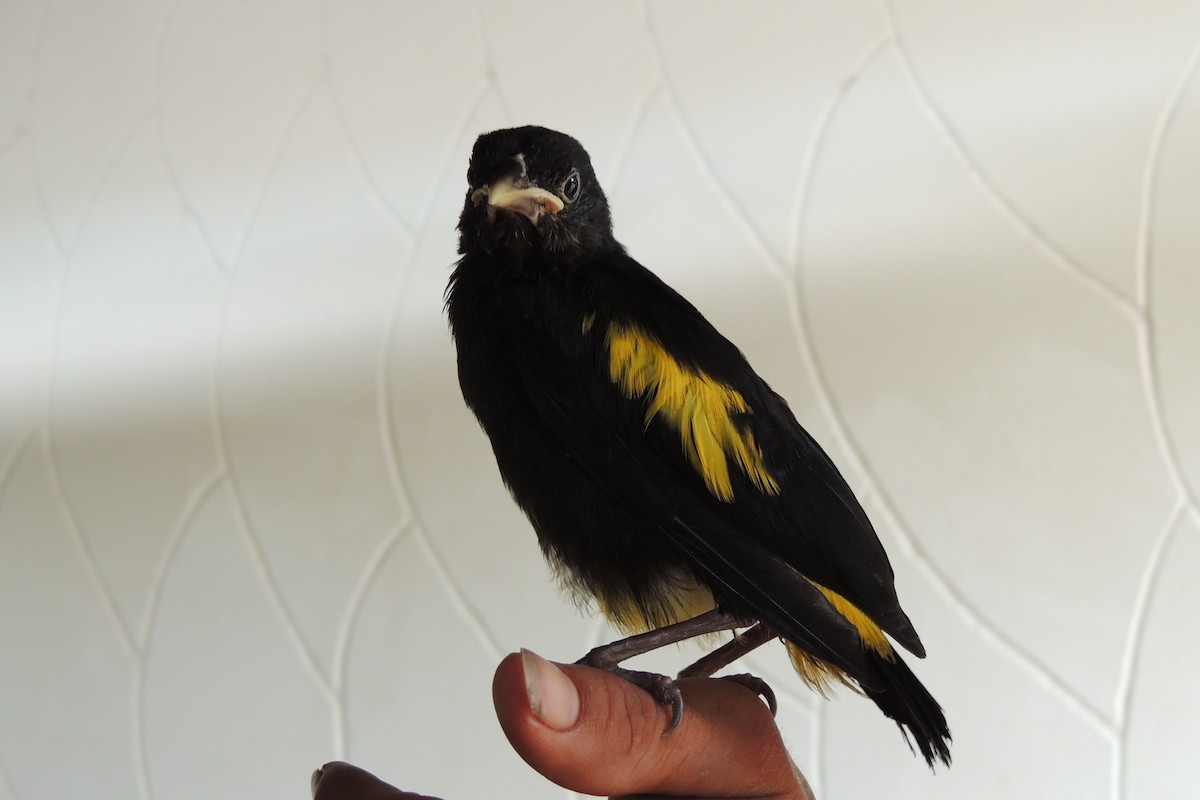Yellow-rumped Cacique - ML621226387