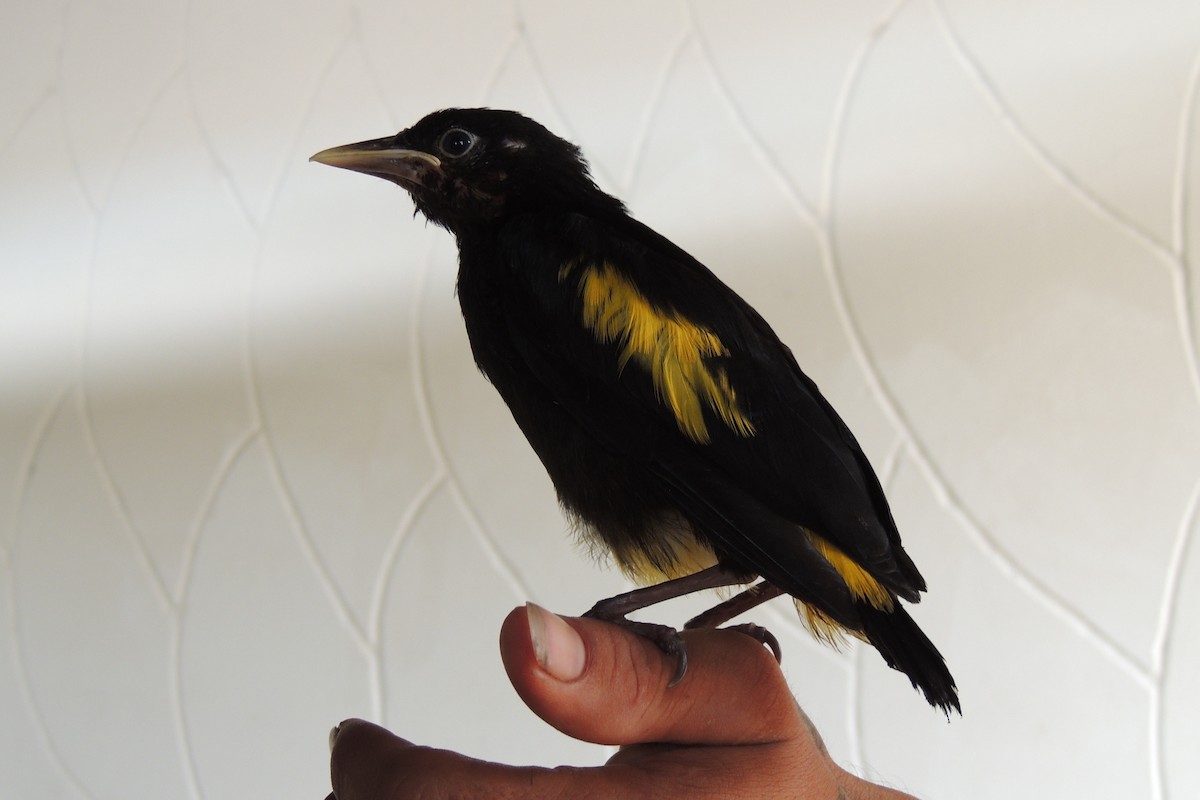 Yellow-rumped Cacique - ML621226388